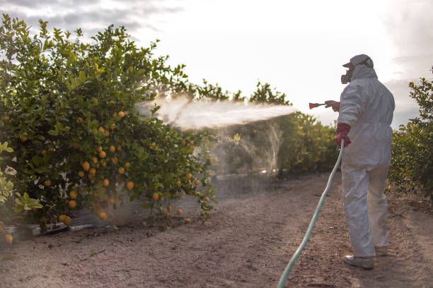 Best Bed Bug Extermination  in Irondale, GA